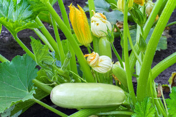 A bush of fresh green zucchini in a vegetable garden. Flowering young zucchini.