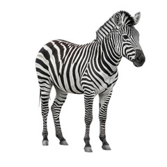 Striped zebra standing isolated on transparent background