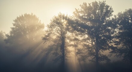 Obraz premium Misty Morning Sunrise Through the Trees: Magical Forest Scene