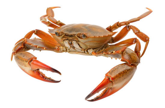 Everything you need to know about blue crab delicious seafood nutrition and cooking information guide