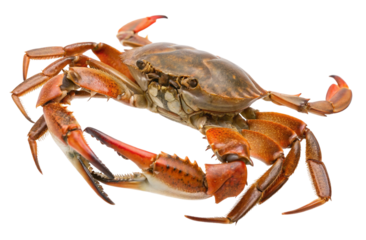Isolated crab seafood delicious crustacean gourmet fresh cooking ingredient culinary delicacy recipe idea