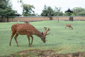 A little deer is walking.
