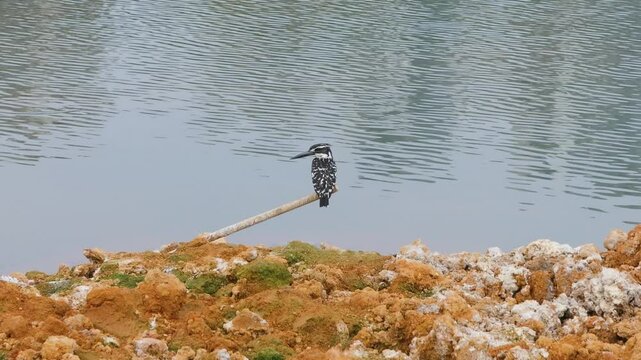 Beautiful Pied kingfisher perched on Abandoned steel bars