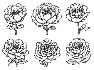 Peony Flower Line Drawings
