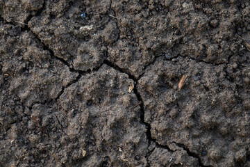 Close-up of dark, rich soil texture, ideal for gardening and farming.