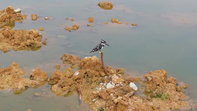 Beautiful Pied kingfisher perched on Abandoned steel bars