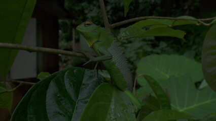 green lizard on a branch
