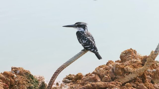 Beautiful Pied kingfisher perched on Abandoned steel bars