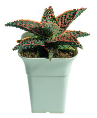 Aloe hybrid succulent with striking red and green variegated textures, potted in a minimalist...