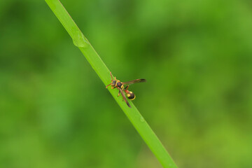 Top view of delta wasp on the leaf.
