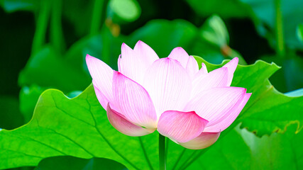 咲く蓮の花