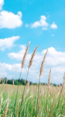 Fototapeta premium Close-up view of tall grass in a field against a vibrant blue sky dotted with fluffy white clouds