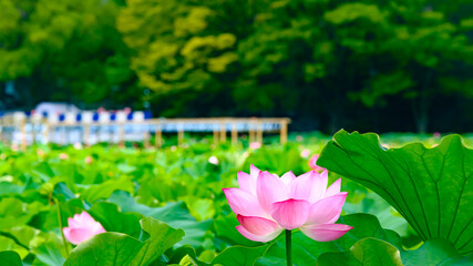咲く蓮の花
