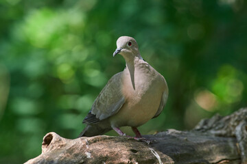 Eurasian collared dove (Streptopelia decaocto)