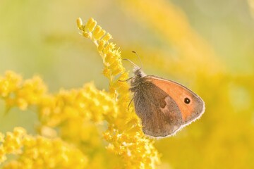 A Butterfly Small heath sits on yellow flower. (Coenonympha pamphilus) . Widlife scene with a...
