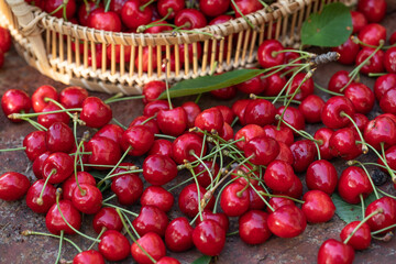 Freshly picked red cherries from the tree, in a bowl in the garden