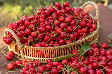 Freshly picked red cherries from the tree, in a bowl in the garden