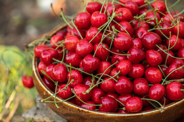 Freshly picked red cherries from the tree, in a bowl in the garden