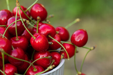 Freshly picked red cherries from the tree, in a bowl in the garden