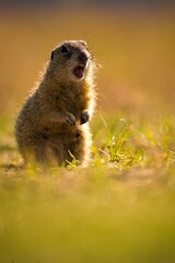 Ground squirrel in the grass in the park