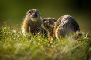 Ground squirrel in the grass in the park