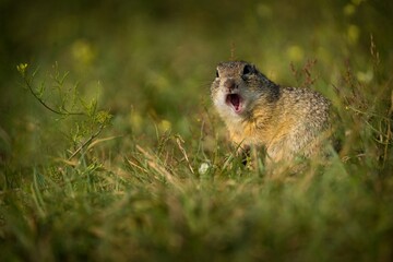 Ground squirrel in the grass in the park