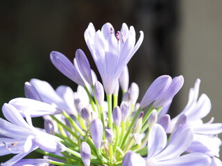 Lila Blumenschönheit
