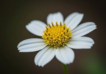 Fototapeta premium Delicate white daisy-like flower, vibrant yellow center, elegant floral bloom, natural beauty, botanical garden photography, serene spring blossom