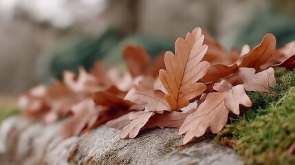 October Autumn scenery, brown fallen oak leaves stack on rock and mossy ground 