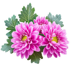 Bright pink chrysanthemum blossom on transparent isolated background