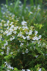 white flowers in the forest