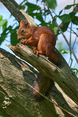 Red squirrel (Sciurus vulgaris)