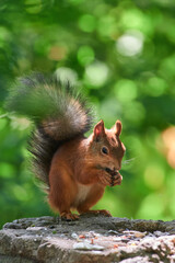 Red squirrel (Sciurus vulgaris)