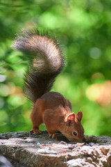 Red squirrel (Sciurus vulgaris)