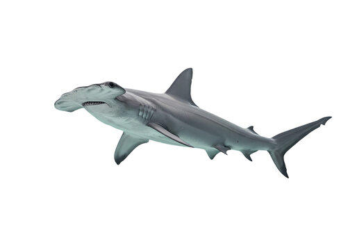 Hammerhead Shark: A Detailed Look at this Majestic Predator on white background