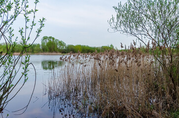 Calm spring reeds sway gently beside a still lake under soft light. Gentle breeze stirs reeds,...