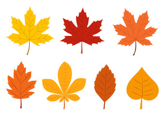 Colorful autumn leaves in various shapes and hues displayed against a clean background, capturing the essence of fall in nature