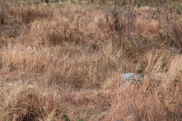 golden dry grass field meadow in wild scenery