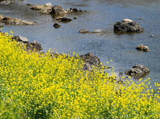 菜の花が咲く猪名川沿いの景色