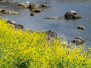 Fototapete Rund 菜の花が咲く猪名川沿いの景色 © しょこまろん