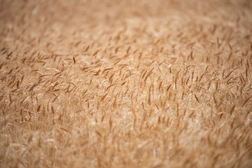 Wheat background. The agriculture. Gold sprouts of wheat in soil. Harvest in farm. Wheat field background. Background and texture for harvest. Background of ripening ears of wheat field.