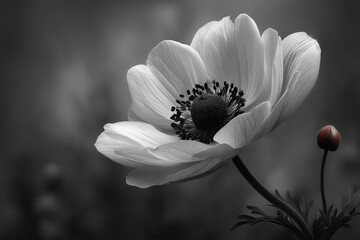 Pure white anemone with a dark center on a glowing soft backdrop, minimalist and striking floral photography