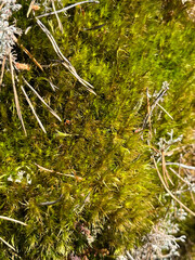 pine branches on moss