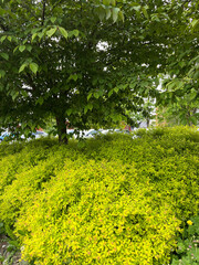 Obraz premium trees in the park