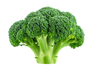 Fresh Broccoli Head with Stalk, Transparent Background PNG