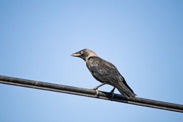 Western Jackdaw (Corvus monedula) perched on power cable with blue sky background. Young Western Jackdaw. Bird, animal idea concept. Copy space, blank. Ornithology. 