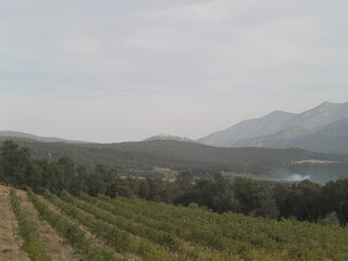 Obraz premium Vineyard Serenity
