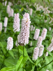 pink and white flowers