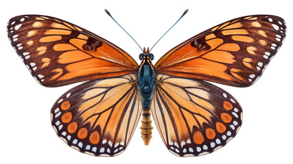 Fototapeta premium Butterfly isolated on a white background PNG. AI GENERATED