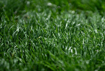 Green grass field backdrop. Lush lawn closeup view. Natural grass surface design. Grass pattern for...